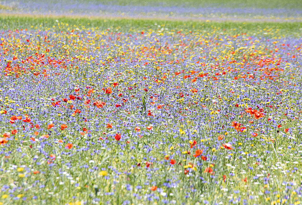 Flowers4.JPG