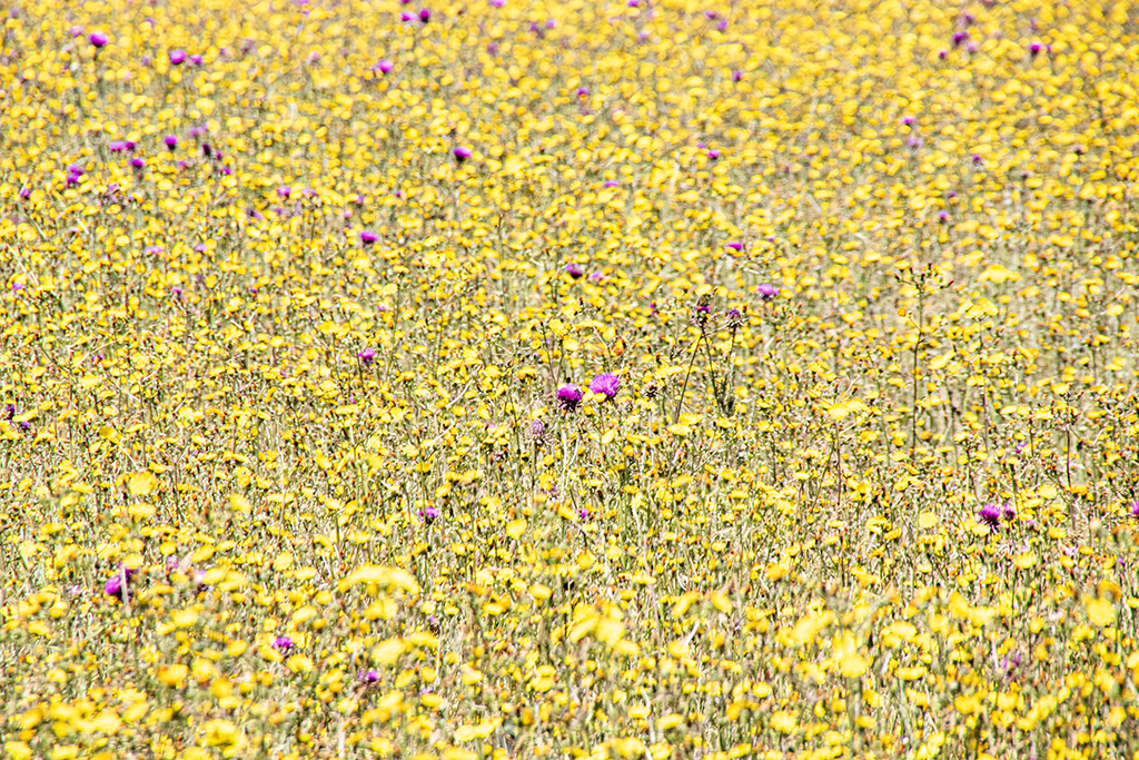 Flowers7.JPG