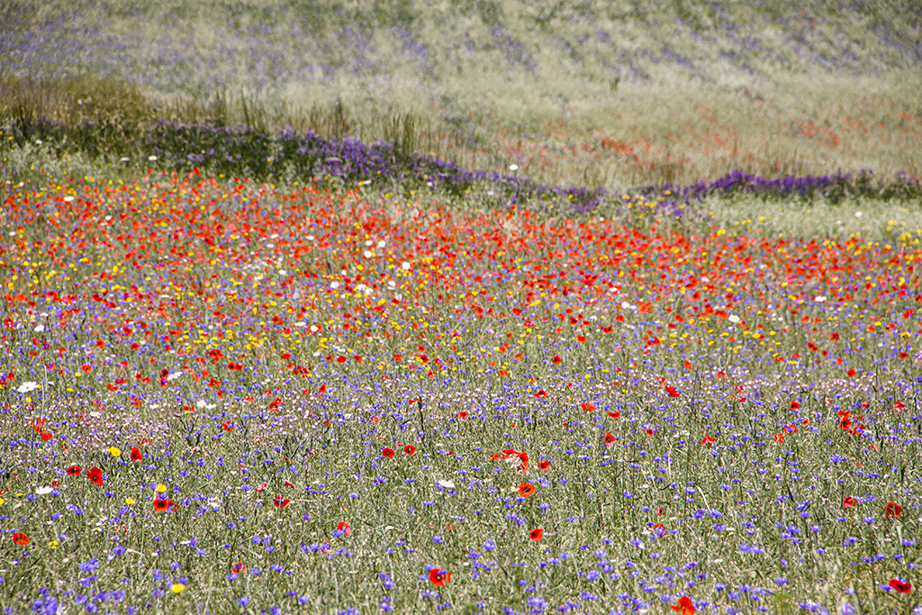 Flowers9.JPG