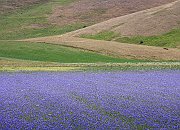 Cornflowers11