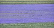 Cornflowers5