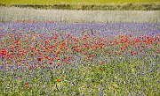 Flowers12
