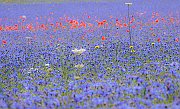 Flowers13