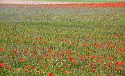 Flowers14