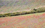 Flowers16