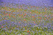Flowers18