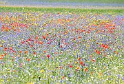 Flowers4