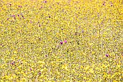 Flowers7