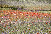 Flowers9