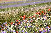 IMG_8885