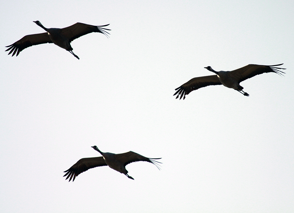 Cranes3.JPG