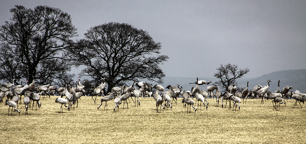 Cranes33.JPG