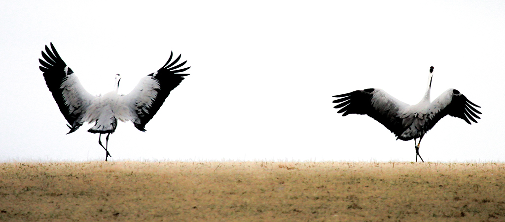 Cranes35.JPG
