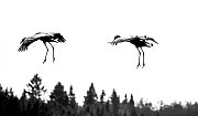 Cranes15