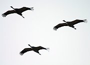 Cranes3