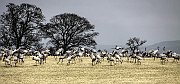 Cranes33