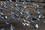 IMG_4259