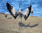 IMG_4272