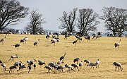 IMG_4323