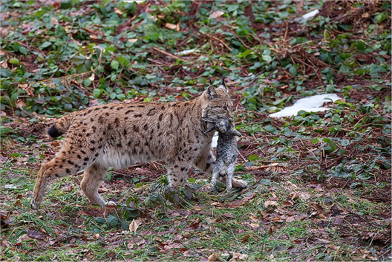 LINCE.jpg